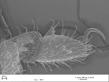 Media type: image;   Invertebrate Zoology 147385   shows cataloged_item 147385